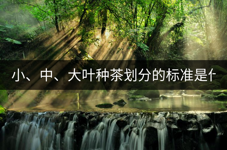 小、中、大葉種茶劃分的標(biāo)準(zhǔn)是什么？