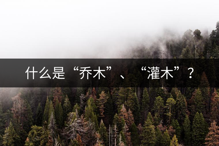 什么是“喬木”、“灌木”？