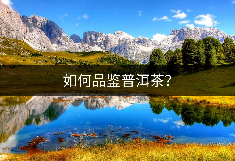 如何品鑒普洱茶？