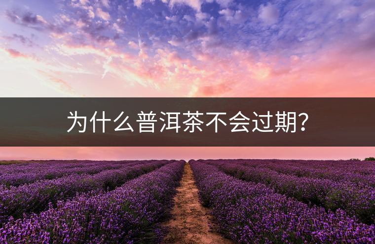 為什么普洱茶不會過期？