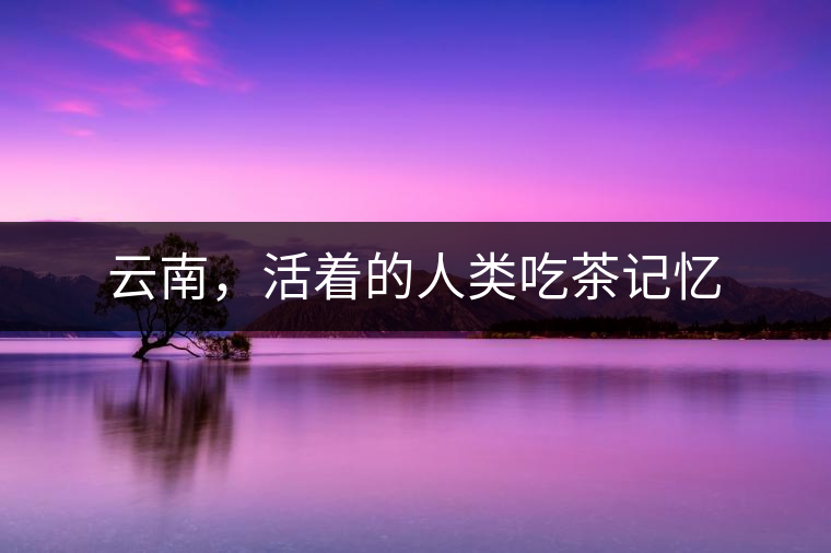 云南，活著的人類吃茶記憶