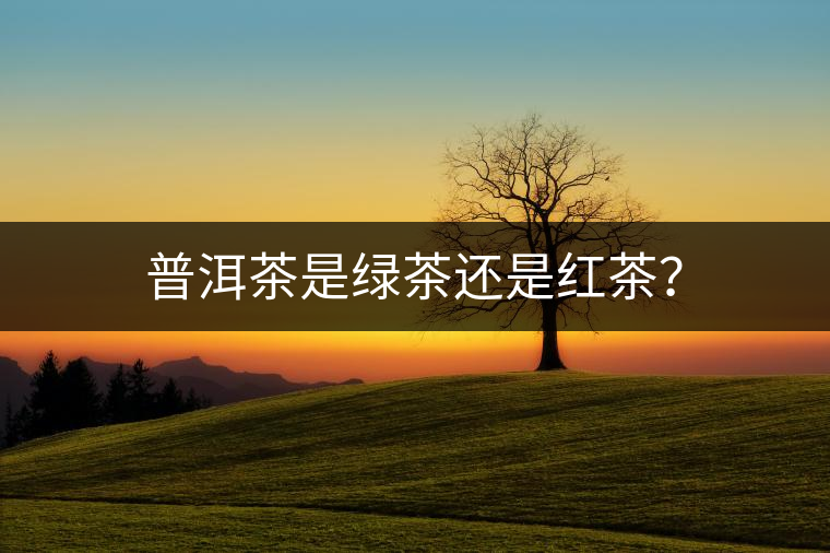 普洱茶是綠茶還是紅茶？