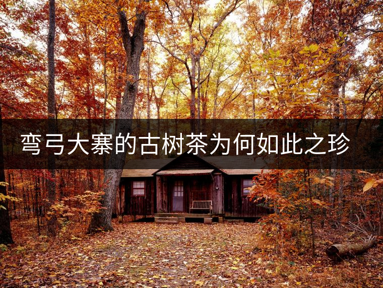 彎弓大寨的古樹(shù)茶為何如此之珍貴？