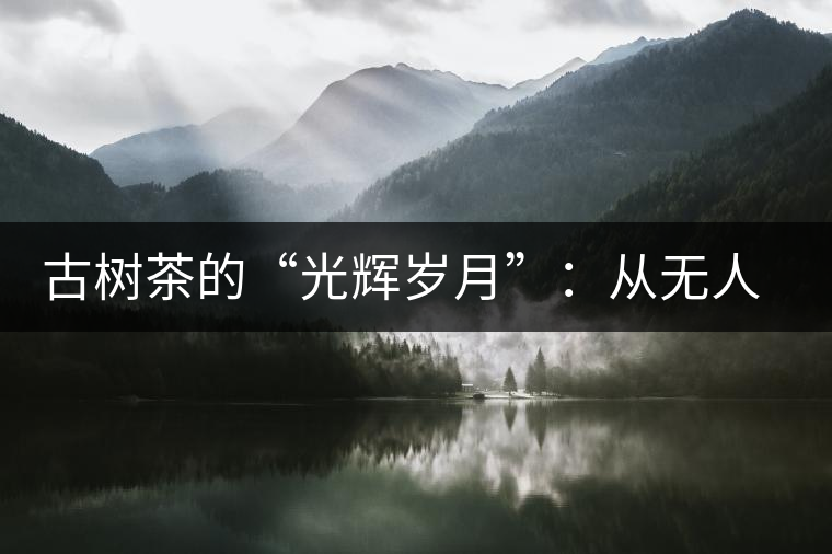 古樹茶的“光輝歲月”：從無人問津到火遍茶界