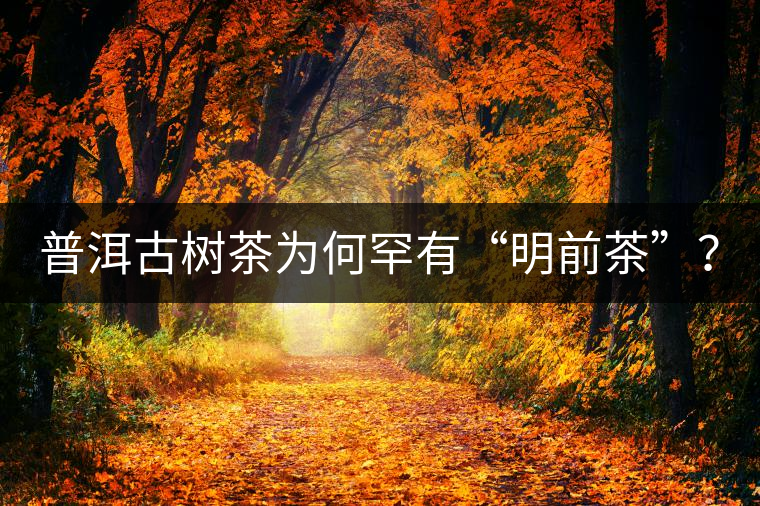 普洱古樹茶為何罕有“明前茶”？
