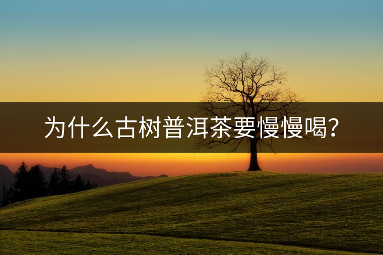 為什么古樹普洱茶要慢慢喝？