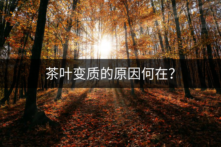 茶葉變質(zhì)的原因何在？