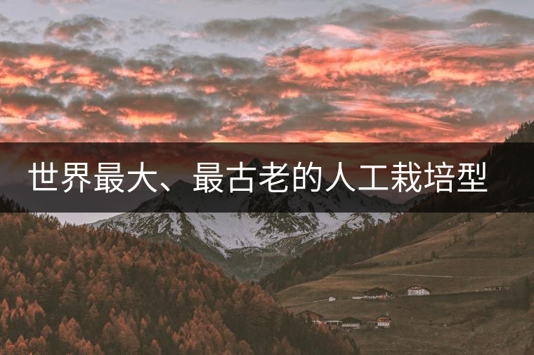 世界最大、最古老的人工栽培型的古茶樹——香竹箐茶祖