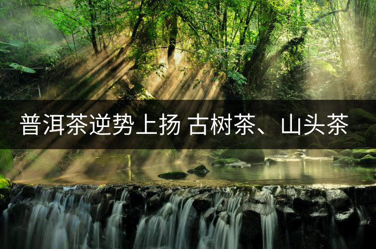 普洱茶逆勢上揚(yáng) 古樹茶、山頭茶遭“熱捧”