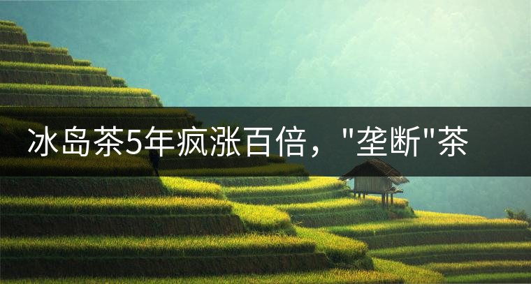 冰島茶5年瘋漲百倍，