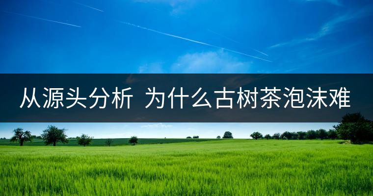 從源頭分析  為什么古樹茶泡沫難擠？
