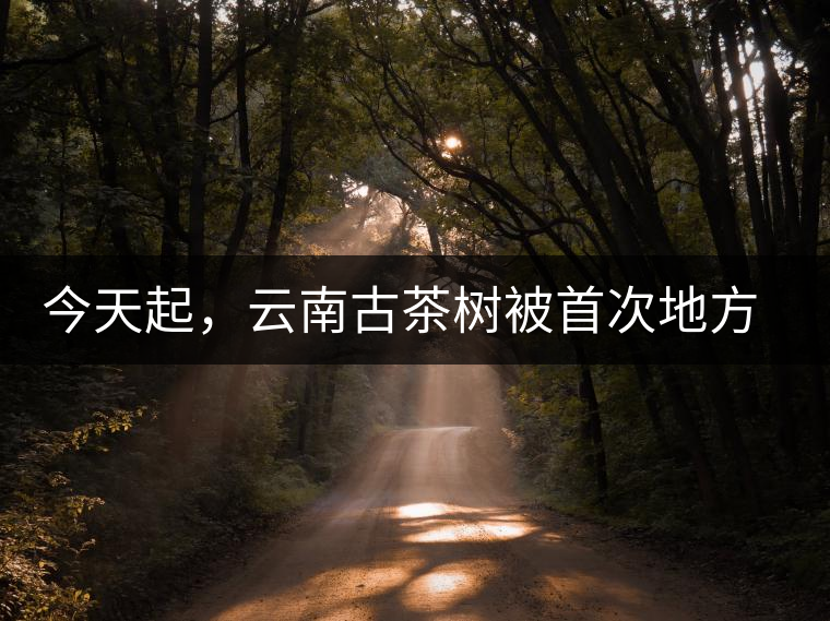 今天起，云南古茶樹被首次地方立法保護(hù)