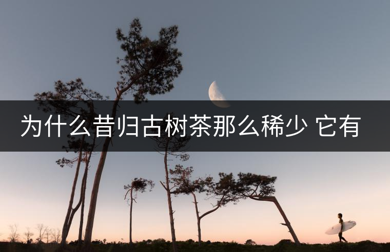 為什么昔歸古樹茶那么稀少 它有什么特點(diǎn)？