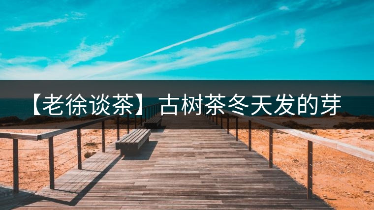 【老徐談茶】古樹(shù)茶冬天發(fā)的芽稱(chēng)為冬茶？滋味如何呢？