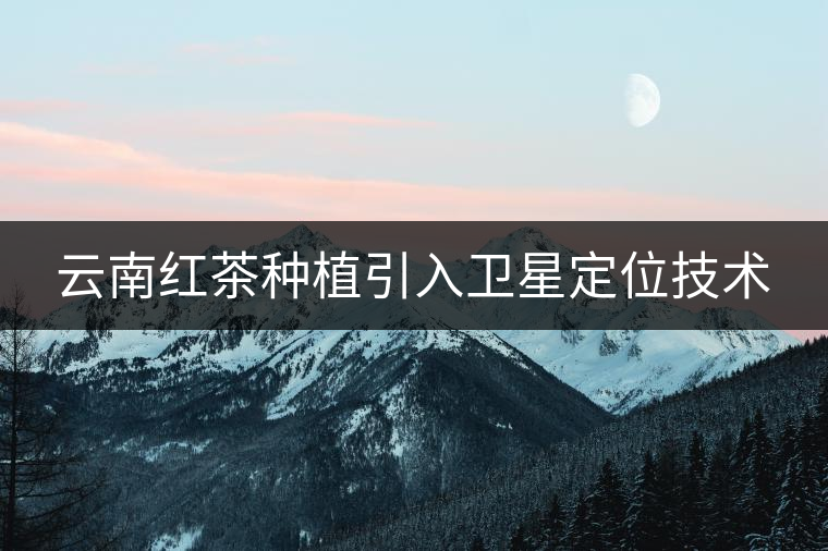 云南紅茶種植引入衛(wèi)星定位技術(shù)