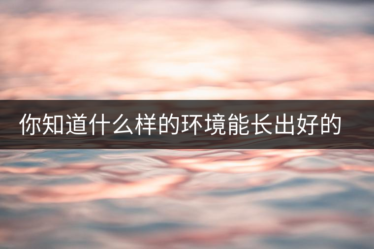 你知道什么樣的環(huán)境能長(zhǎng)出好的古樹(shù)普洱茶嗎？