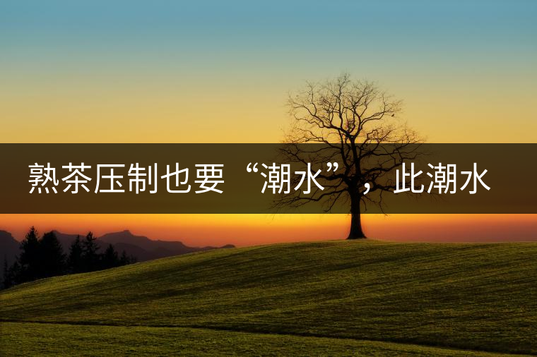 熟茶壓制也要“潮水”，此潮水的目的是什么？