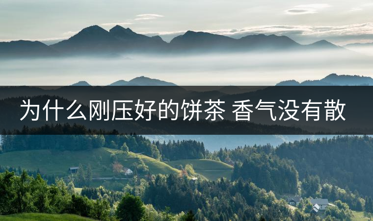 為什么剛壓好的餅茶 香氣沒有散茶好？