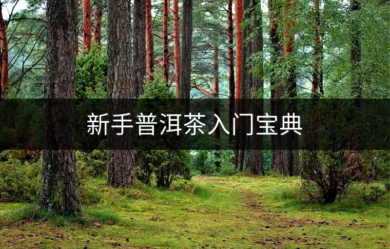 新手普洱茶入門(mén)寶典