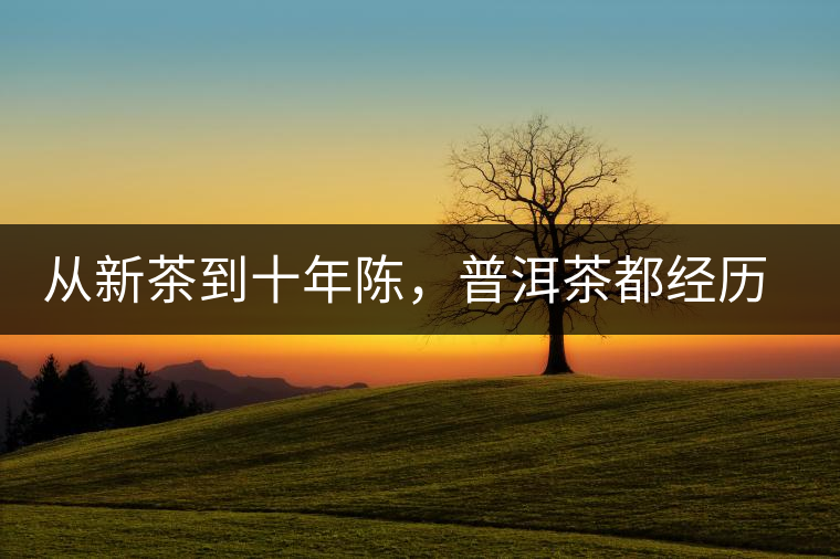從新茶到十年陳，普洱茶都經(jīng)歷了什么？