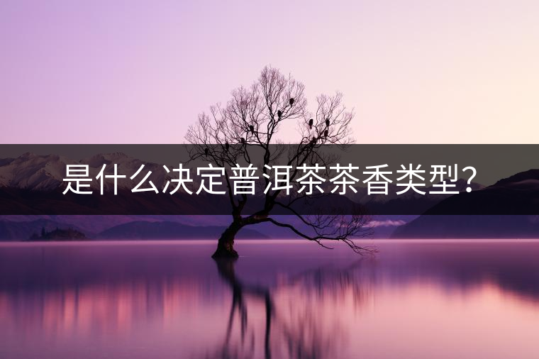 是什么決定普洱茶茶香類型？
