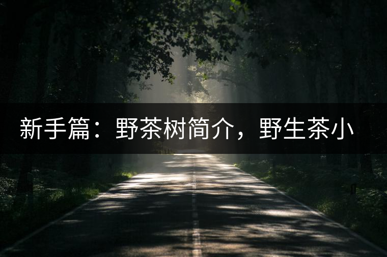 新手篇：野茶樹簡(jiǎn)介，野生茶小知識(shí)