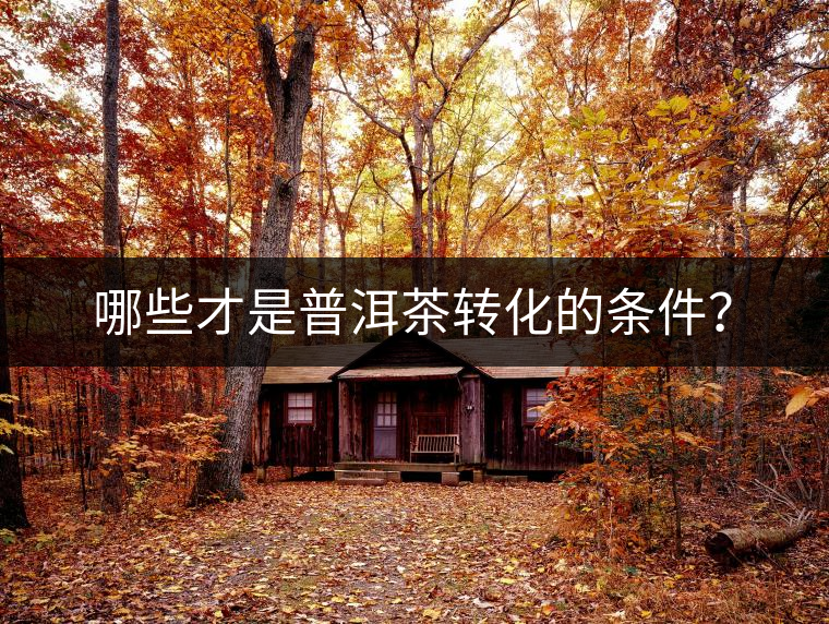 哪些才是普洱茶轉化的條件？