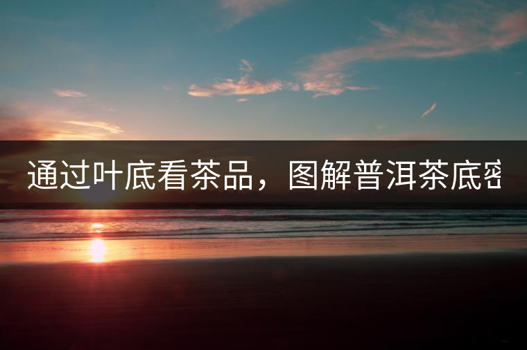 通過葉底看茶品，圖解普洱茶底密碼！