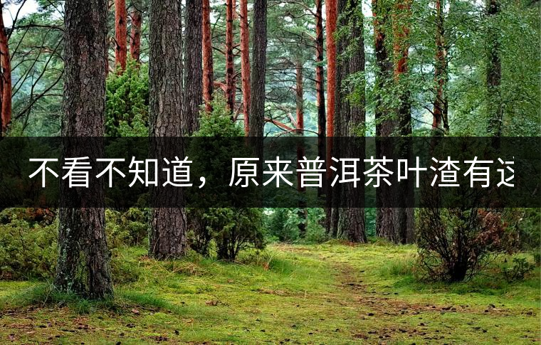 不看不知道,原來普洱茶葉渣有這么多作用! 不看不知道,原來普洱茶葉渣有這么多作用!