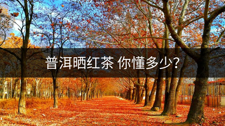 普洱曬紅茶 你懂多少？