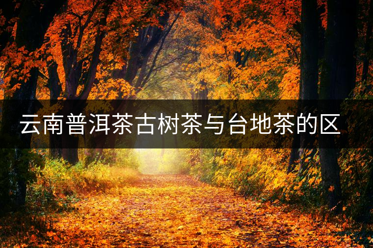 云南普洱茶古樹茶與臺地茶的區(qū)別 云南普洱茶古樹茶與臺地茶的區(qū)別
