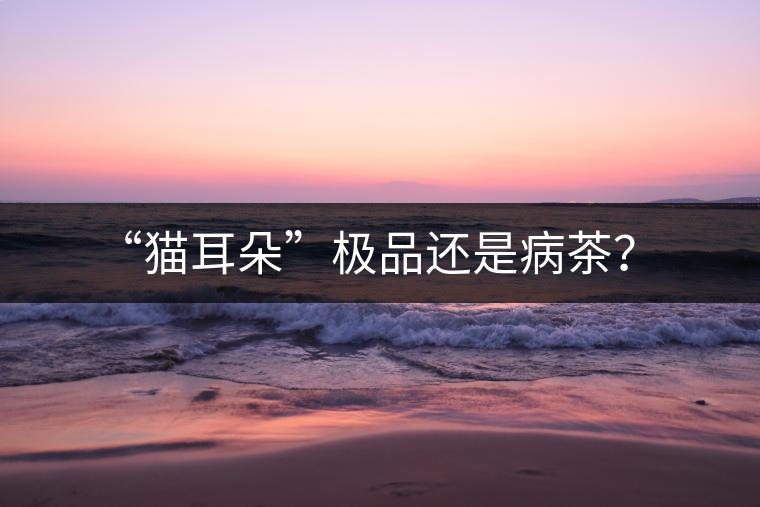 “貓耳朵”極品還是病茶？