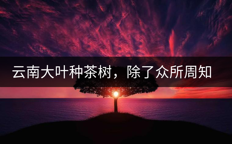 云南大葉種茶樹，除了眾所周知的“勐庫(kù)種”“勐海種”以外，還有那些品質(zhì)獨(dú)特的品種呢