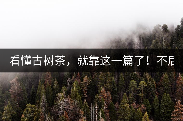 看懂古樹茶，就靠這一篇了！不后悔!