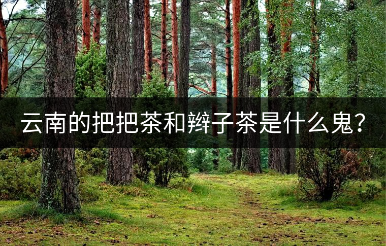 云南的把把茶和辮子茶是什么鬼？