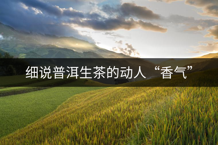 細(xì)說普洱生茶的動人“香氣”