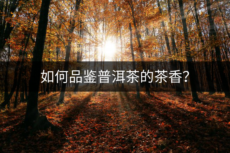 如何品鑒普洱茶的茶香？