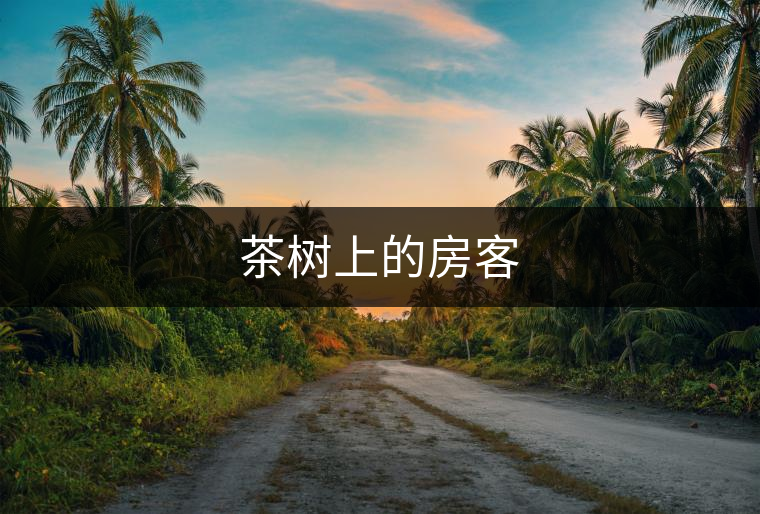 茶樹上的房客