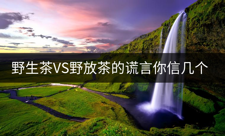 野生茶VS野放茶的謊言你信幾個？