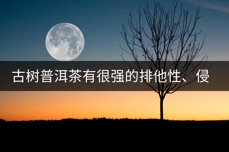 古樹(shù)普洱茶有很強(qiáng)的排他性、侵略性、吸納性