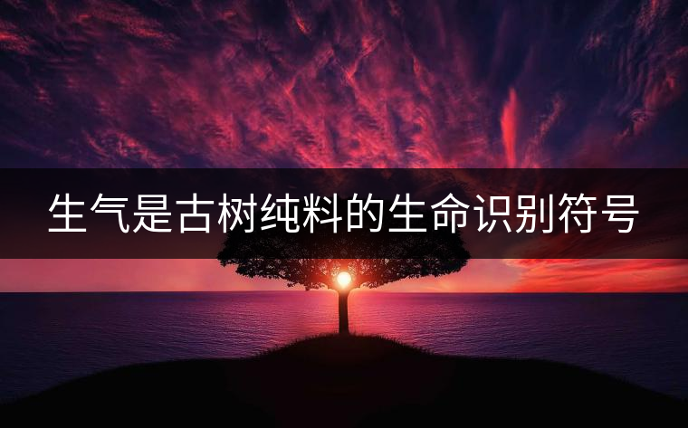 生氣是古樹純料的生命識(shí)別符號(hào)