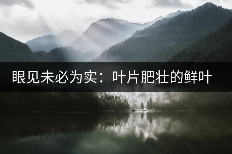 眼見未必為實：葉片肥壯的鮮葉品質(zhì)一定格外優(yōu)異？