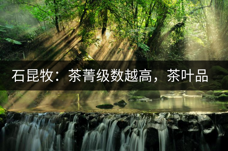 石昆牧：茶菁級(jí)數(shù)越高，茶葉品質(zhì)就越好？