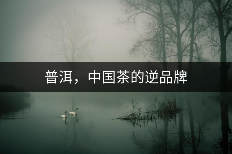 普洱，中國茶的逆品牌