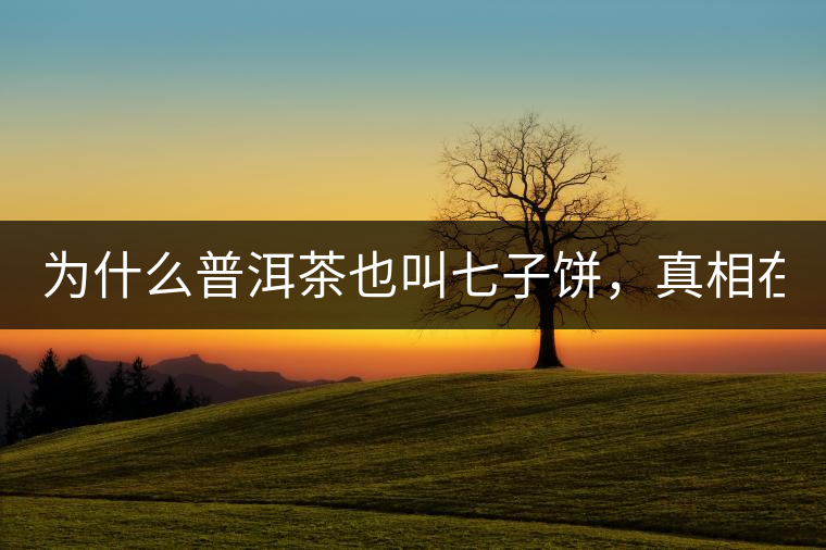 為什么普洱茶也叫七子餅，真相在這里！