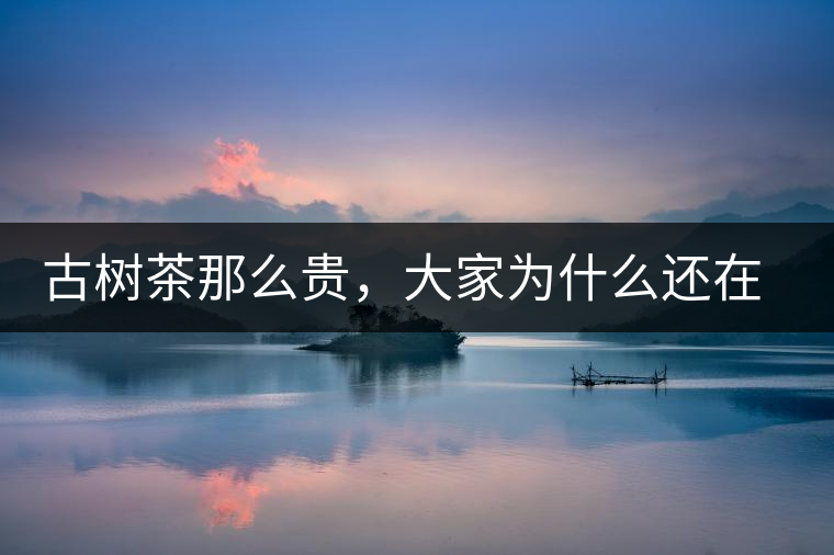 古樹茶那么貴，大家為什么還在瘋狂追求？