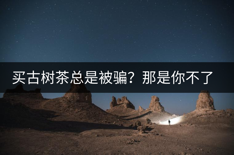 買古樹茶總是被騙？那是你不了解古樹茶的十大真相
