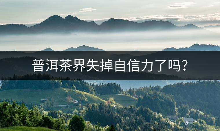 普洱茶界失掉自信力了嗎？