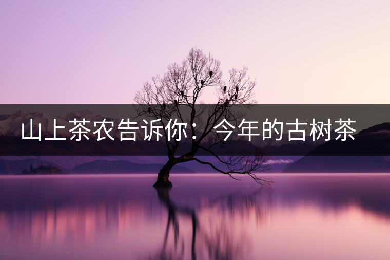 山上茶農(nóng)告訴你：今年的古樹茶為什么那么貴？