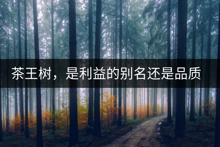 茶王樹(shù)，是利益的別名還是品質(zhì)的象征？